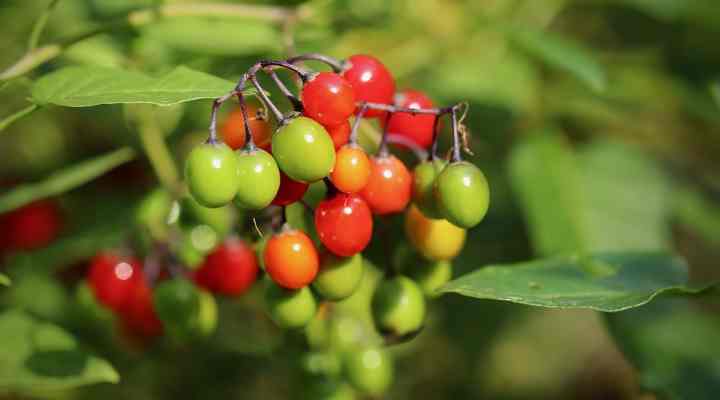 Bittersweet Nightshade (Solanum dulcamara)