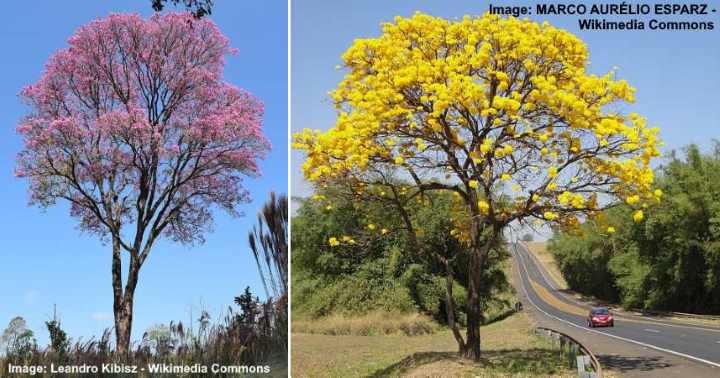 Trees With Long Seed Pods (With Pictures)