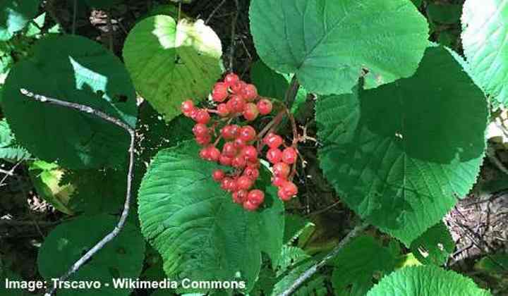 Hobblebush (Viburnum lantanoides)