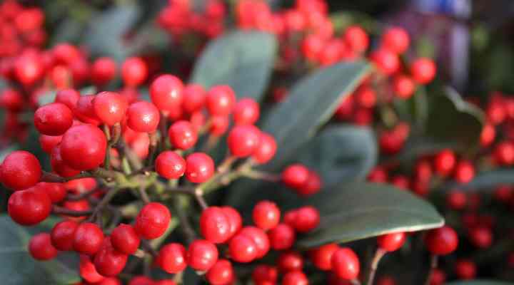 Red Berry Mistletoe (Viscum cruciatum)