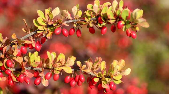 Barberry (Berberis spp.)