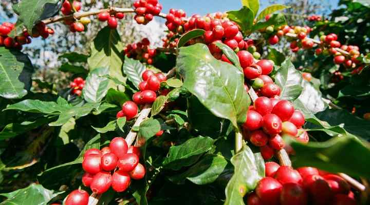 Coffee Berry (Coffea)