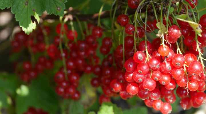 cranberry Types of Red Berries (With Pictures) – Identification Guide