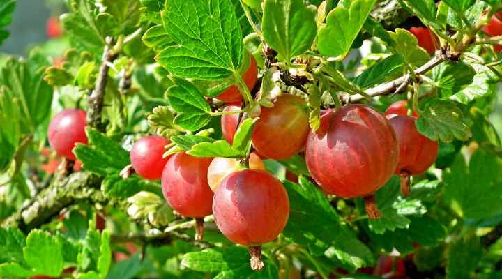 Red Gooseberry (Ribes uva-crispa)
