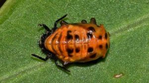 Ladybug Life Cycle: Eggs, Larvae, Pupae, Adult (With Pictures ...