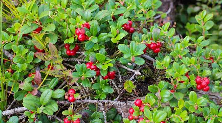 Lingonberry (Vaccinium vitis-idaea)