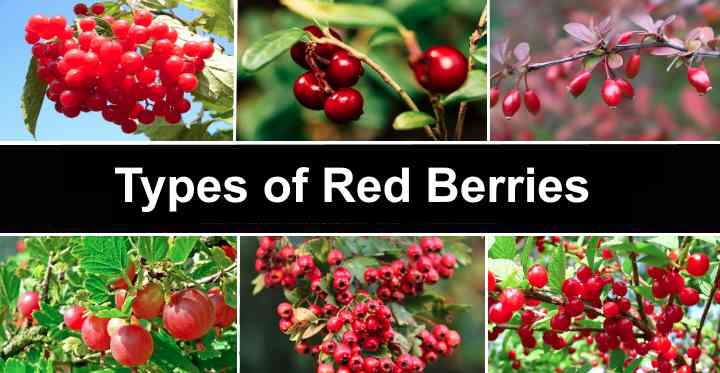 40 Types Of Red Berries With Pictures Identification Guide