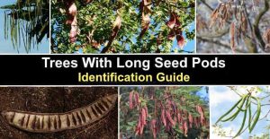 Trees With Long Seed Pods (With Pictures)