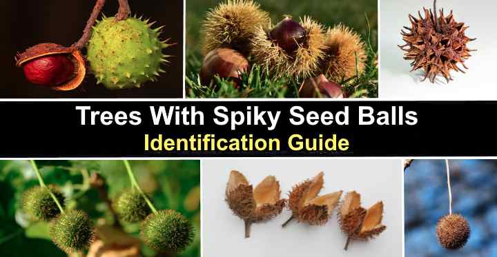 Trees With Spiky Seed Balls With Pictures Identification Guide