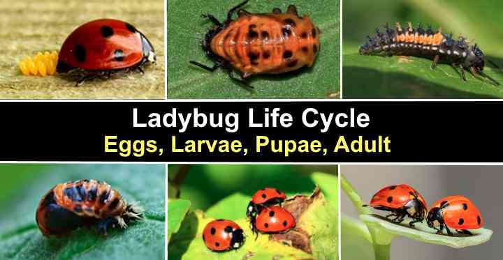 Ladybug Life Cycle Stages Figures Eggs Larva Pupa Adult Insect Lore Models  #6090