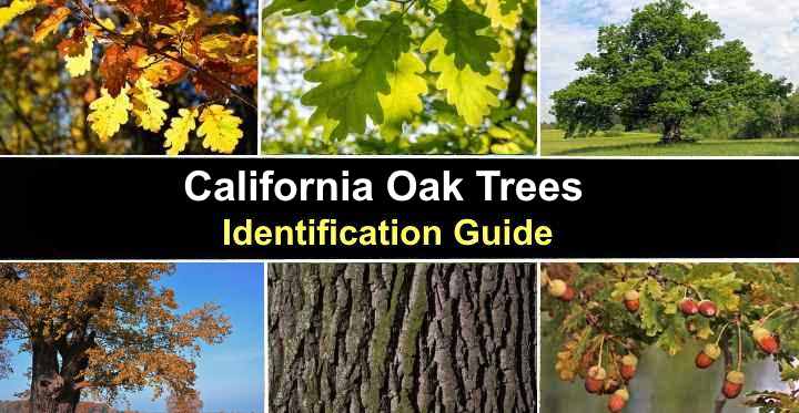 types-of-oak-trees-in-california-identification-guide-chart-pictures