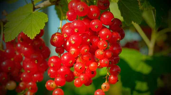 Red Currant (Ribes rubrum)