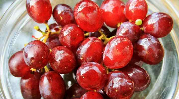 Red Grapes (Vitis vinifera)