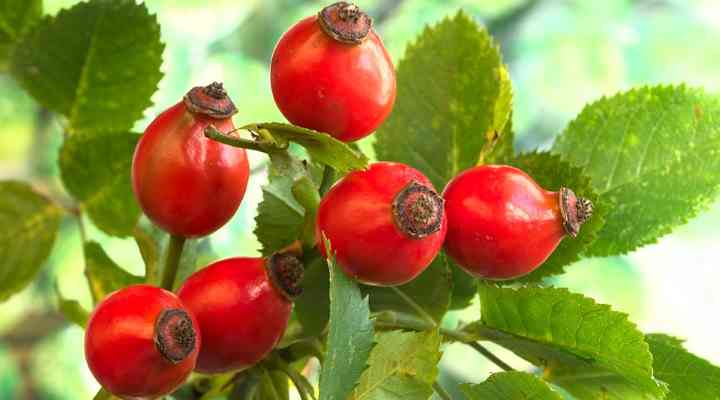 Rose Hip (Rosa)