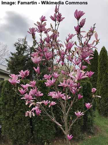 Magnolia ‘Ann’