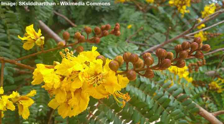 Yellow Poinciana (Peltophorum pterocarpum)