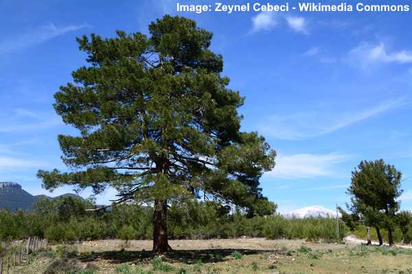 Pinus eldarica