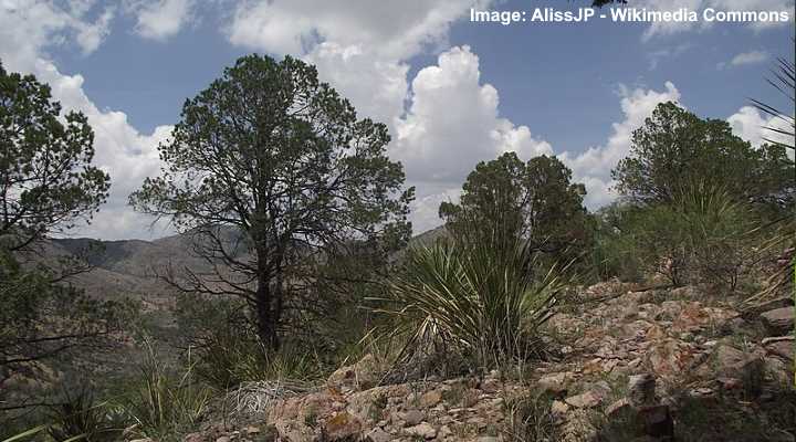 Texas Pinon Pine (Pinus remota)