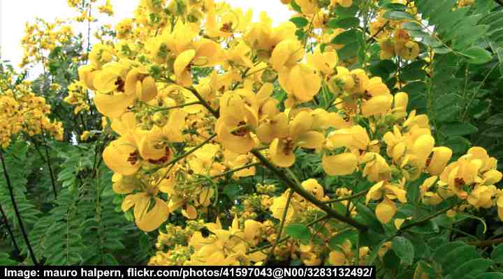 Senna spectabilis flowers