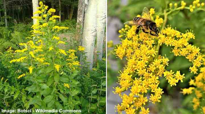 The Best Flowers For a Bee-Friendly Garden