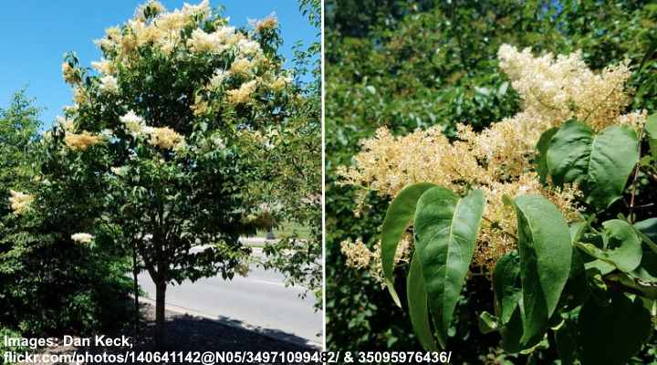 Syringa reticulata ‘Ivory Silk’