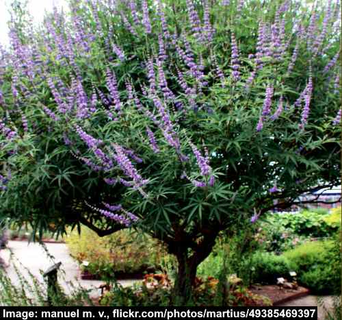 Chaste Tree (Vitex agnus-castus)