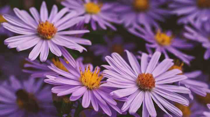 aster
