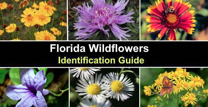 Florida Wildflowers With Pictures