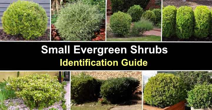 ornamental evergreen shrubs