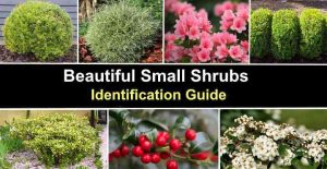 21 Small Shrubs (With Pictures) - Identification Guide