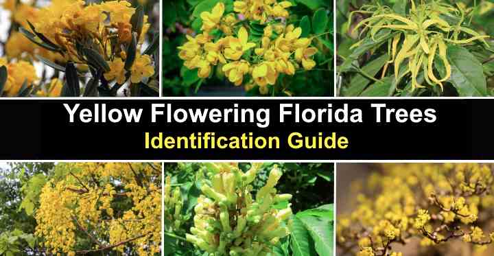 florida shrub identification guide