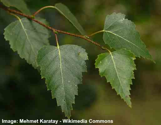 Types of Birch Tree Leaves — Identification Guide With Pictures