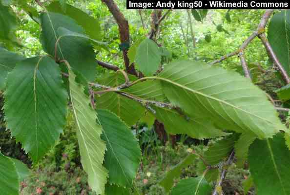 Himalayan Birch Tree Leaves (Betula utilis var. jacquemontii)