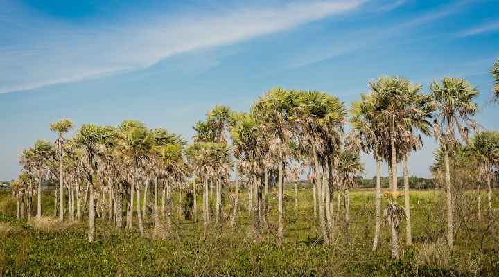 74 Types of Palm Trees with Identification Guide (Pictures & Name) (2024)