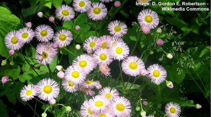 38 Native Texas Plants For Landscaping (With Pictures)