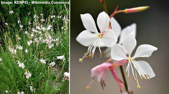 White Gaura (Gaura lindheimeri)