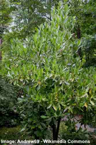 33 Evergreen Shade Loving Shrubs For Garden Landscaping