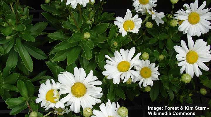 Shasta Daisy (Leucanthemum x superbum)