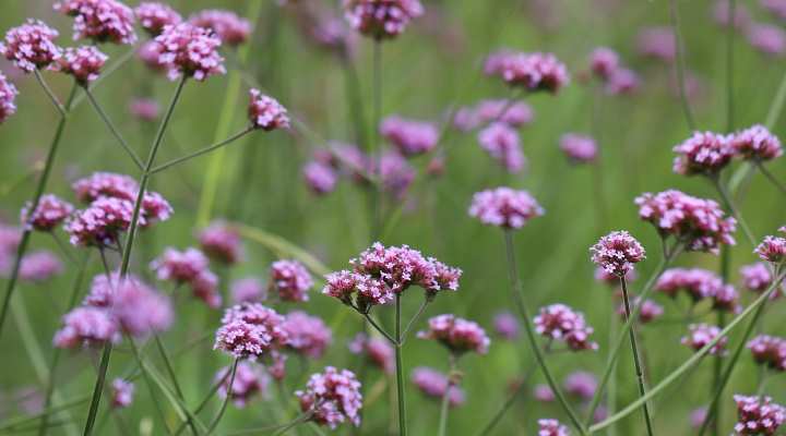 Tall Verbena (Verbena bonariensis)