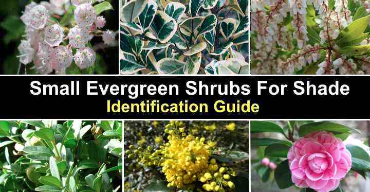 45 Small Evergreen Shrubs For Shade With Pictures Identification Guide