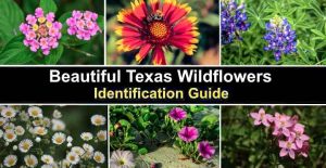 19 Texas Wildflowers (With Pictures) - Identification Guide