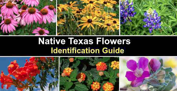 Native Texas Flowers (With Pictures) - Identification Guide