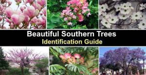 Southern Trees (With Pictures) - Identification Guide