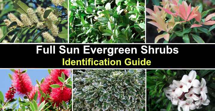 18-full-sun-evergreen-shrubs-identification-guide