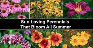 The Best 19 Sun-Loving Perennials That Bloom All Summer (With Pictures)