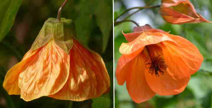 Flowering Maple ‘Victor Reiter’ (Abutilon ‘Victor Reiter’)