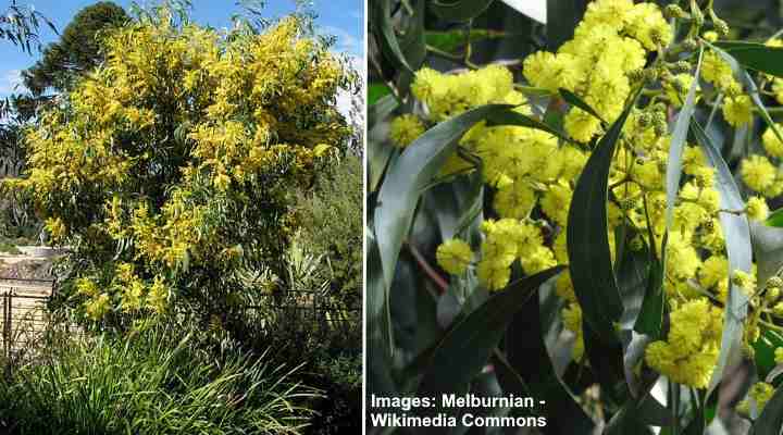 Golden Wattle (Acacia pycnantha)