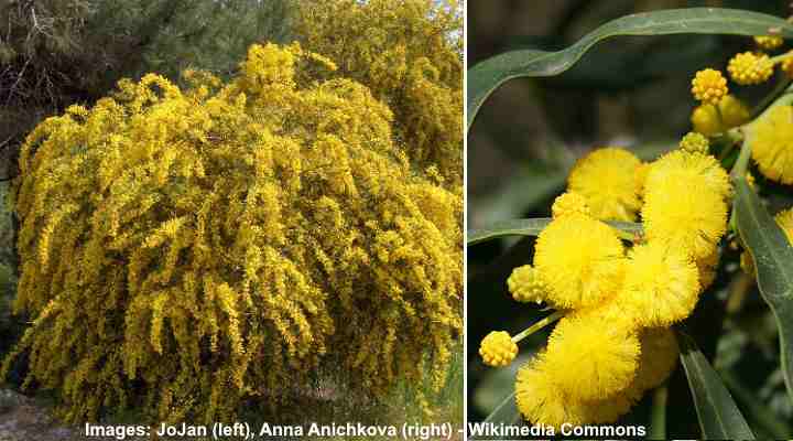 Golden Wreath Wattle (Acacia saligna)