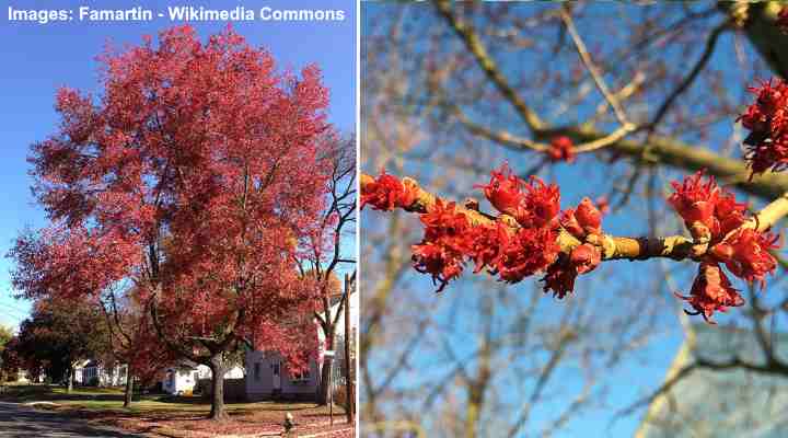 Red Maple (Acer rubrum)