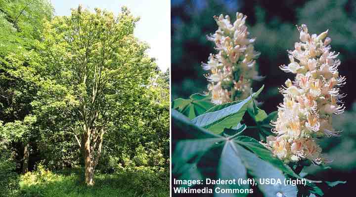 47 White Flowering Trees (with Pictures): Identification Guide